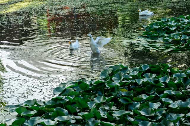 Enten im See - Katholische Stockfotos - Foto von Gerardo Juarez