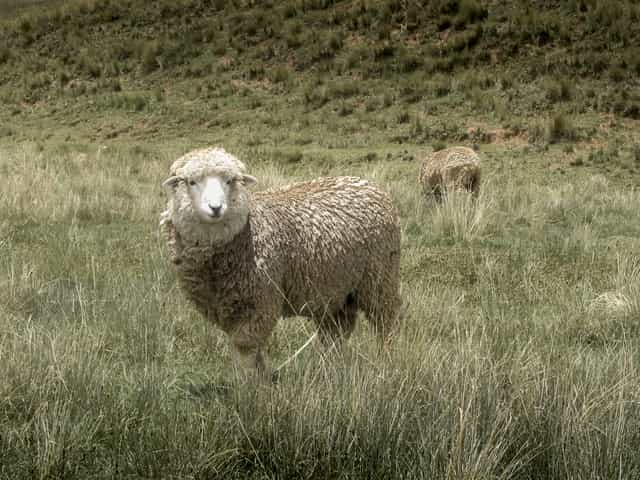 Schaap - Katholieke stockfoto's - Foto door Carolina BR