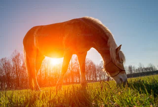 Un caballo pastando en el resplandor de Dios - Banco de imágenes católicas - Fotografía por Pierluigi Palazzi
