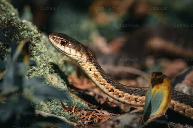 Serpiente - Banco de imágenes católicas - Fotografía por Santiago de la Hoz