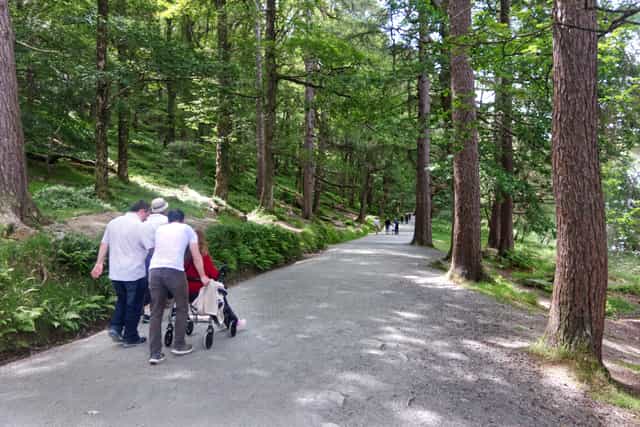 Bosque de Glendalough, Irlanda - Banco de imágenes católicas