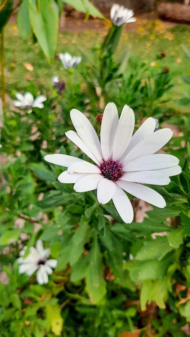 Puting bulaklak - Mga Catholic stock image