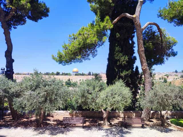 Mont des Oliviers à Jérusalem - Images catholiques de stock
