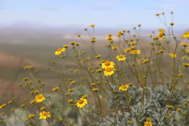 Flores del desierto - Banco de imágenes católicas - Fotografía por Matt Handley Sr.