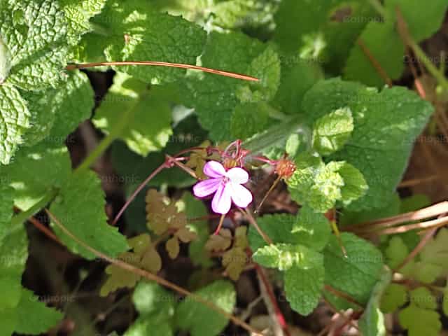 Fleur rose du pays - Images catholiques de stock