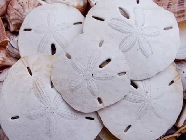 The 5 Sand Dollars - Catholic stock images - Photo by Krystle DiNicola