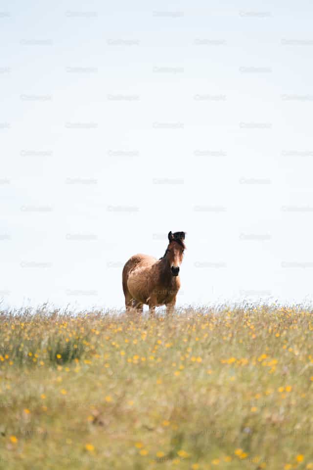 Caballo en un campo de flores - Banco de imágenes católicas