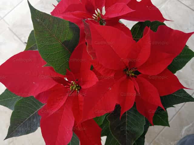Planta de Noche buena - Banco de imágenes católicas - Fotografía por Araceli Flores