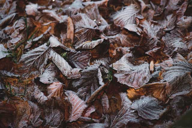 Foglie autunnali ricoperte di brina sul suolo della foresta, primo piano - Immagini stock cattoliche