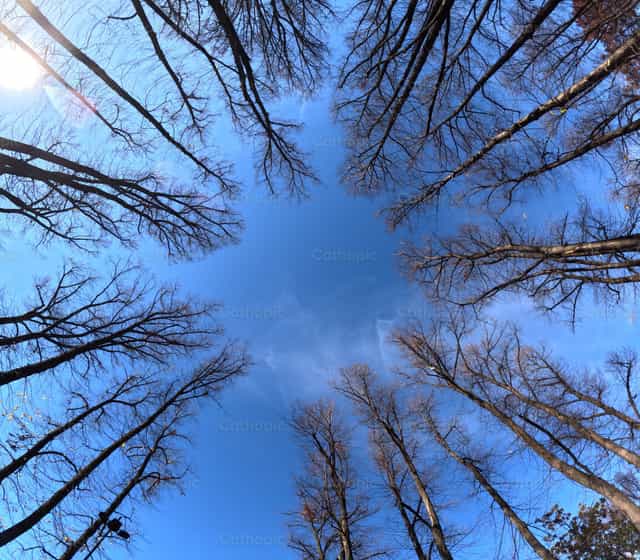 Arbres et lumière - Images catholiques de stock - Photo de Saul Ibarra