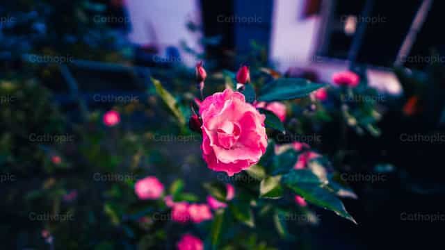 Rosa - Imagens católicas de stock