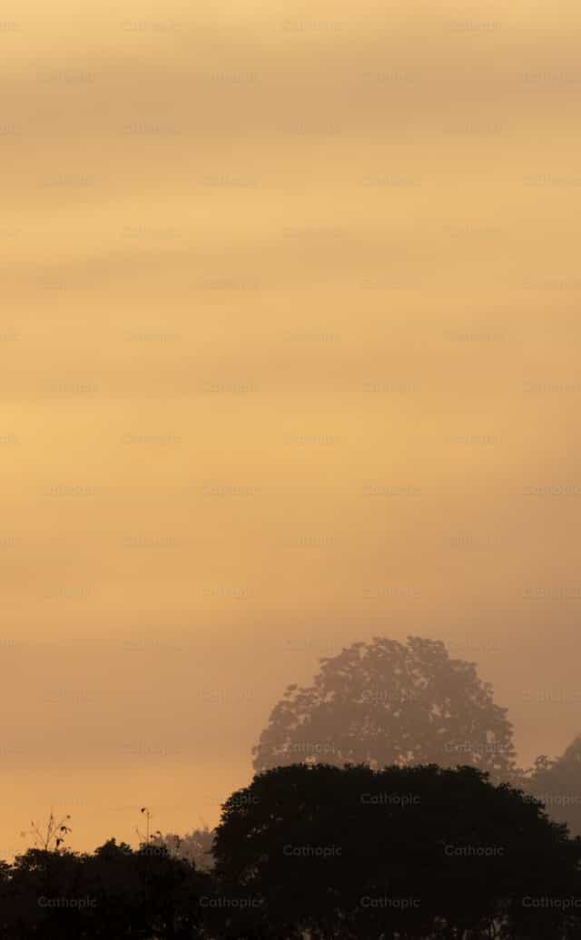 Hermosas siluetas del bosque tropical al atardecer - Banco de imágenes católicas