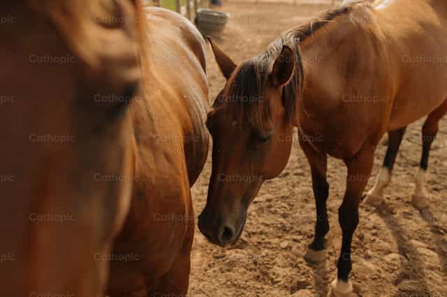 Caballos - Banco de imágenes católicas