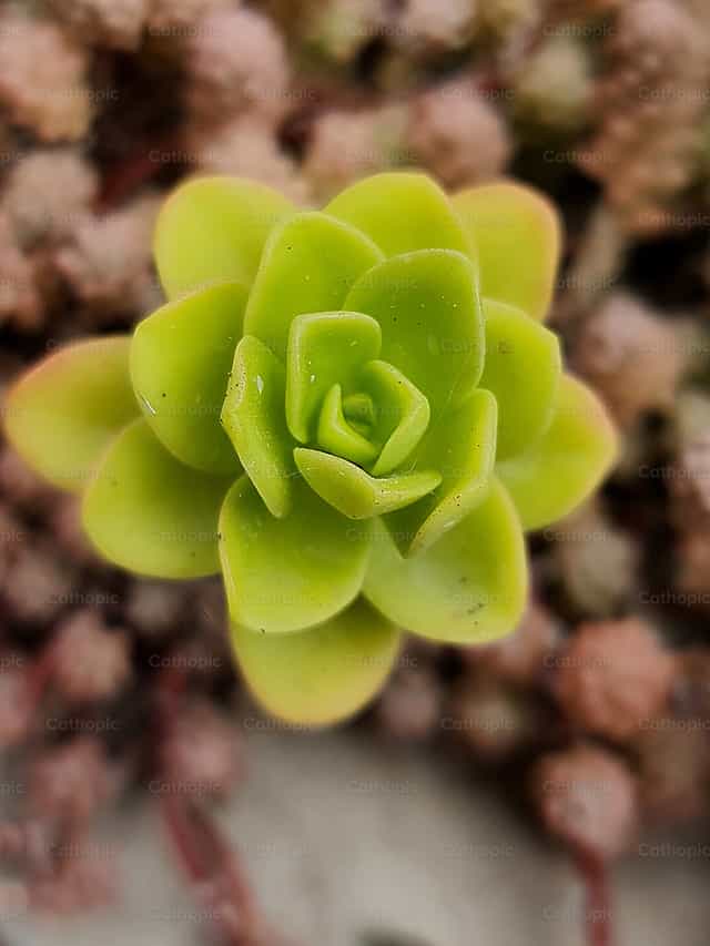 Green flower - Catholic stock images - Photo by Paola Rossinelli