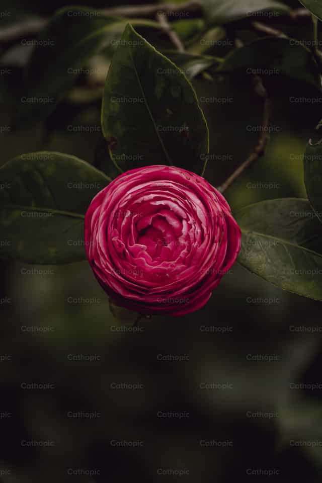 Kamelienblüte im Frühling - Katholische Stockfotos