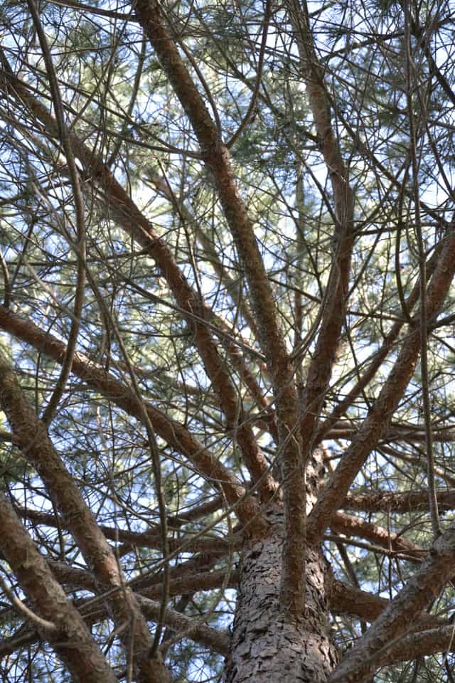 Arbol - Banco de imágenes católicas