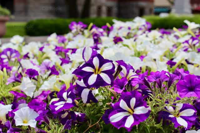 Petunias en flor: Alegre estallido de color y vida - Banco de imágenes católicas - Fotografía por James Speelman