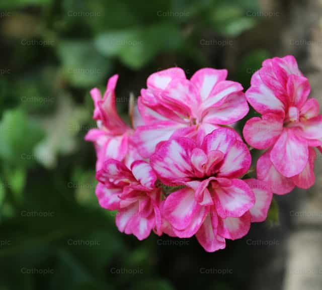 Rose - Banco de imágenes católicas