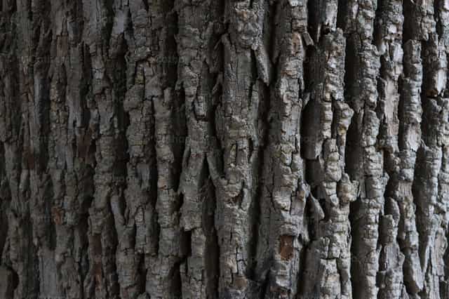 Tronco de arbol - Banco de imágenes católicas - Fotografía por Frames Cristianos