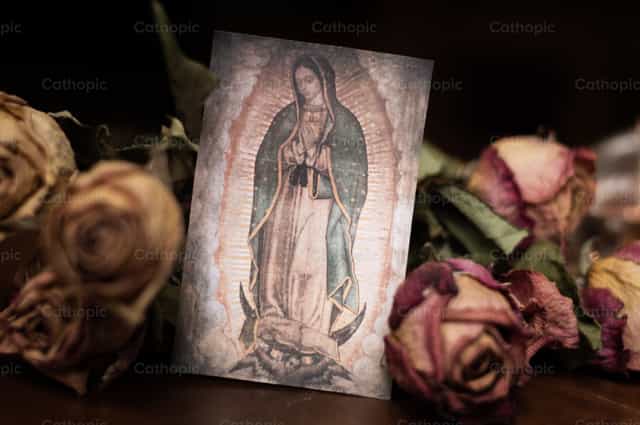 Rose e la Madonna di Guadalupe - Immagini stock cattoliche