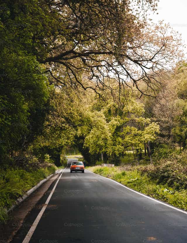Carretera en medio del bosque - Banco de imágenes católicas - Fotografía por Santiago de la Hoz