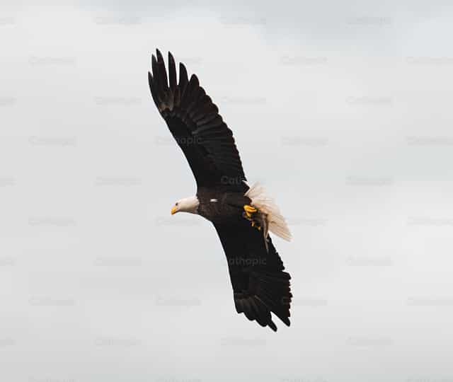 Águila calva - Banco de imágenes católicas - Fotografía por Santiago de la Hoz