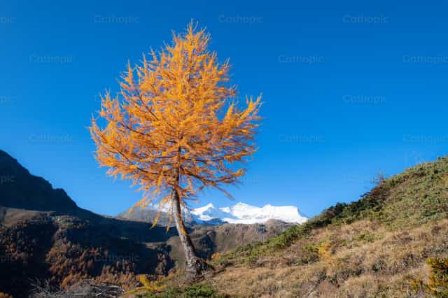 Paisaje otoñal de altas montañas con un alerce dorado y un glaciar al fondo - Banco de imágenes católicas