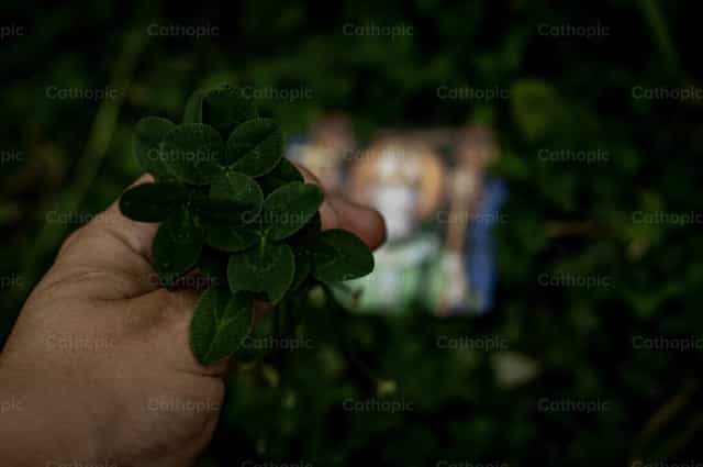 Trevo - Imagens católicas de stock - Foto de Carolina BR