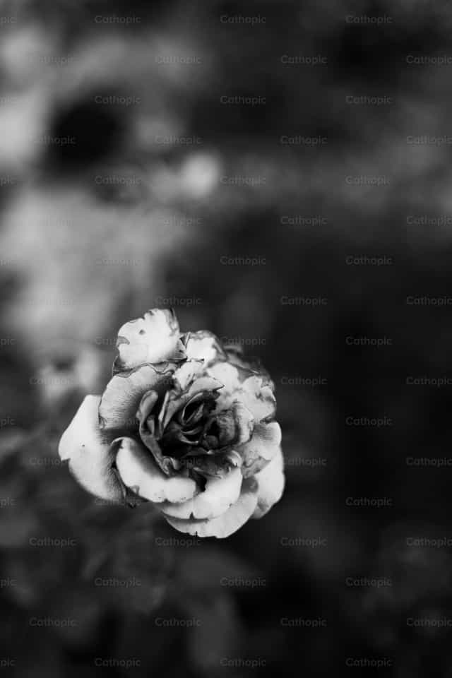Rosa - Banco de imágenes católicas - Fotografía por Sergi Canal