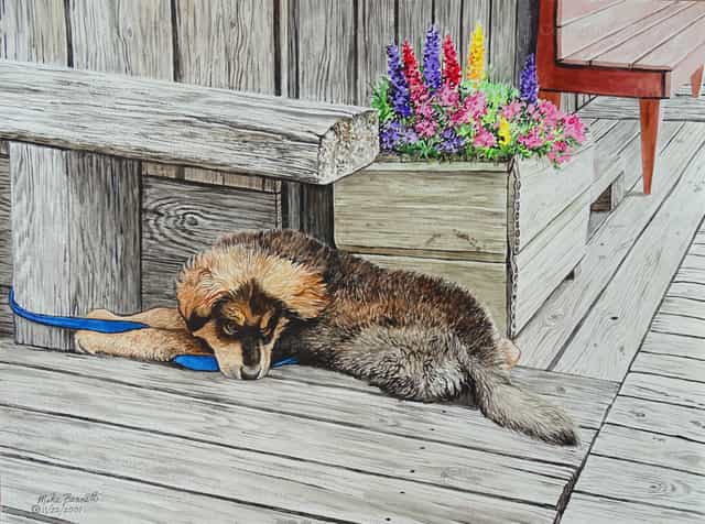 Cachorro de Skagway - Banco de imágenes católicas