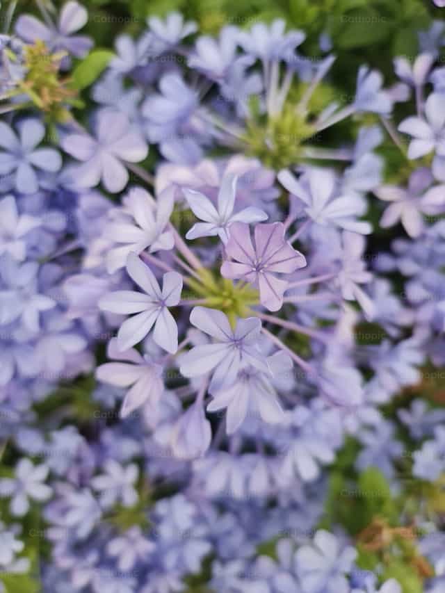 Flores moradas - Banco de imágenes católicas - Fotografía por Paola Rossinelli