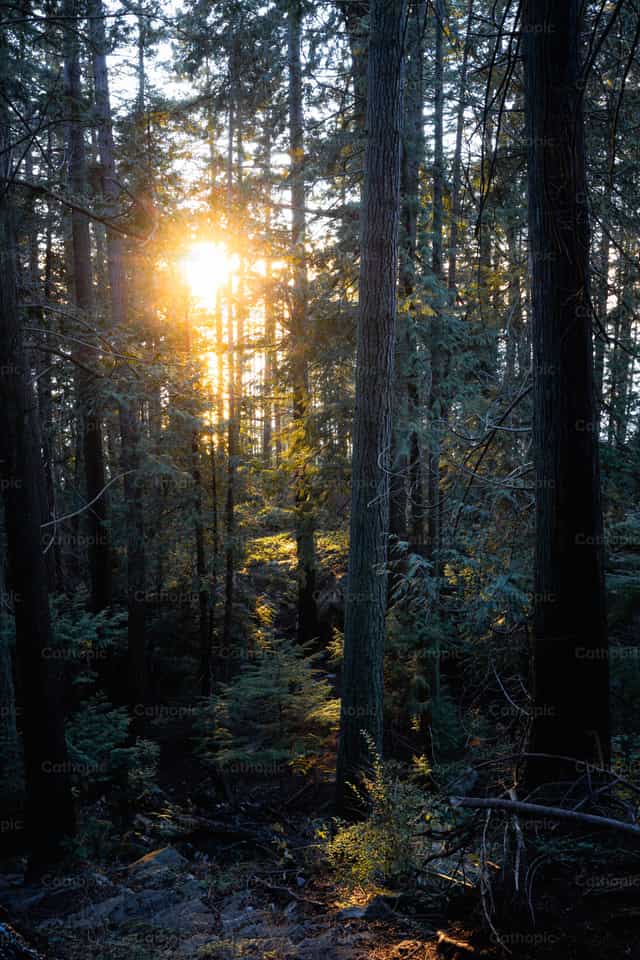 Sun streaming, illuminating the Forest Floor - Catholic stock images - Photo by Paul Van Buekenhout