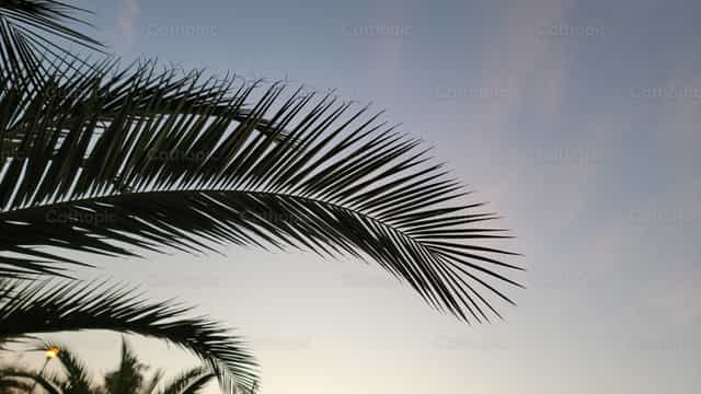 Palmes - Images catholiques de stock