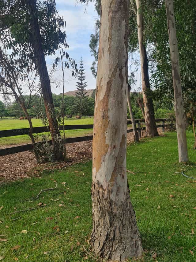 Campo - Imagens católicas de stock - Foto de Paola Rossinelli