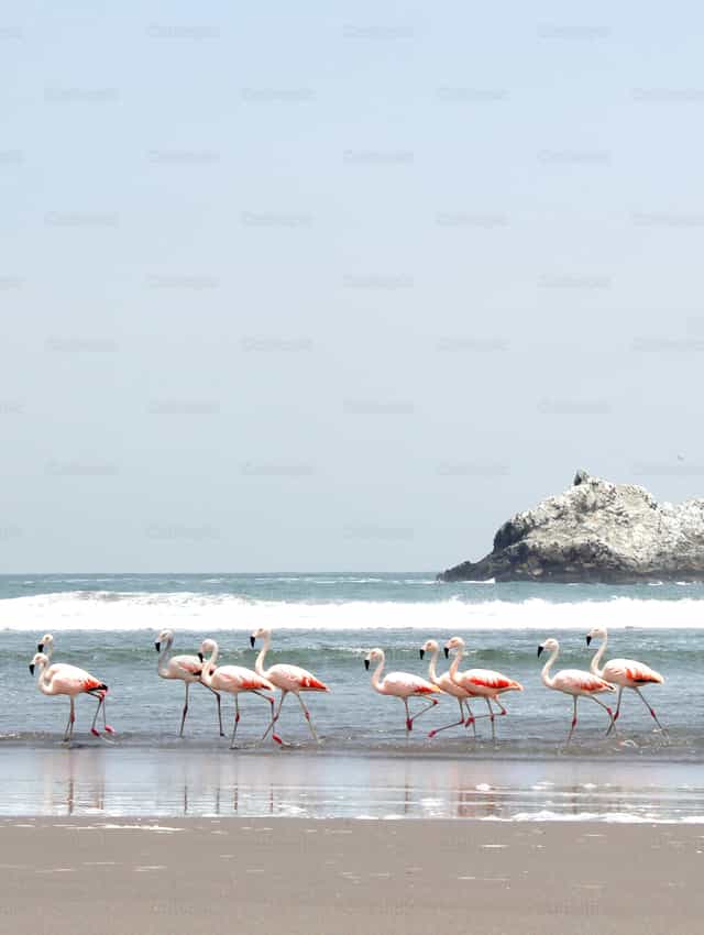 Flamingos - Banco de imágenes católicas