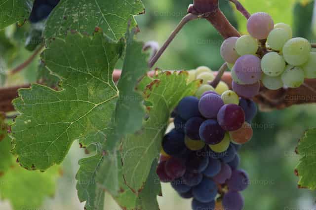 Uvas - Banco de imágenes católicas