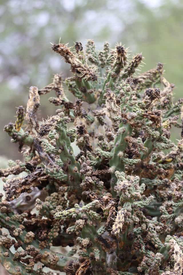 Drought - Catholic stock images - Photo by Frames Cristianos