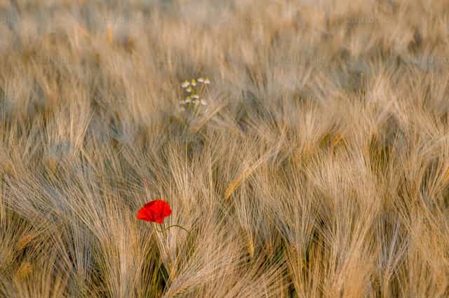 Tulipe parmi les épis de blé - Images catholiques de stock