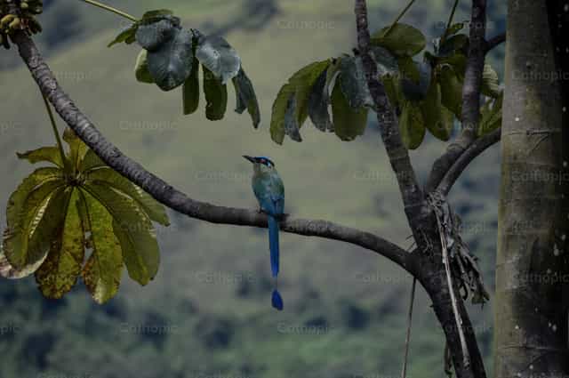 Vogel - Katholische Stockfotos - Foto von Carolina BR