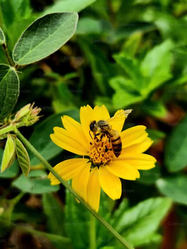 Pequeña abeja - Banco de imágenes católicas - Fotografía por Paola Rossinelli