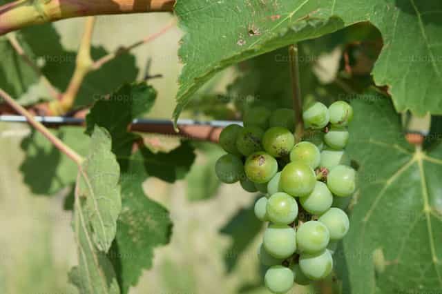 Uvas - Banco de imágenes católicas