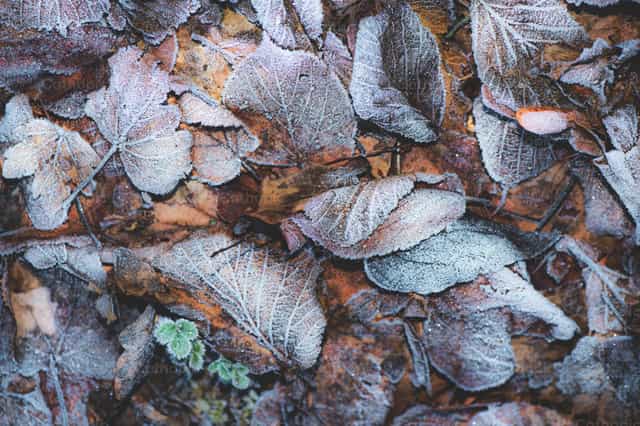 Gros plan de feuilles d’automne givrées sur le sol de la forêt par temps froid - Images catholiques de stock - Photo de Michelangelo Oprandi