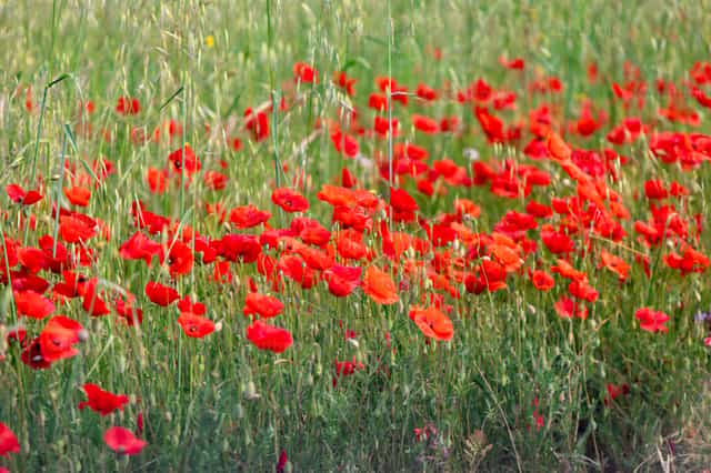 Amapolas rojas floreciendo en un campo de hierba verde - Banco de imágenes católicas - Fotografía por Antonio Gravante