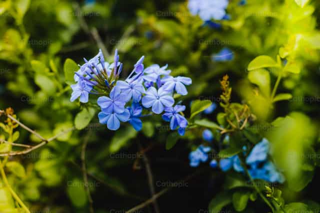 Flores azuis - Imagens católicas de stock - Foto de Gerardo Juarez