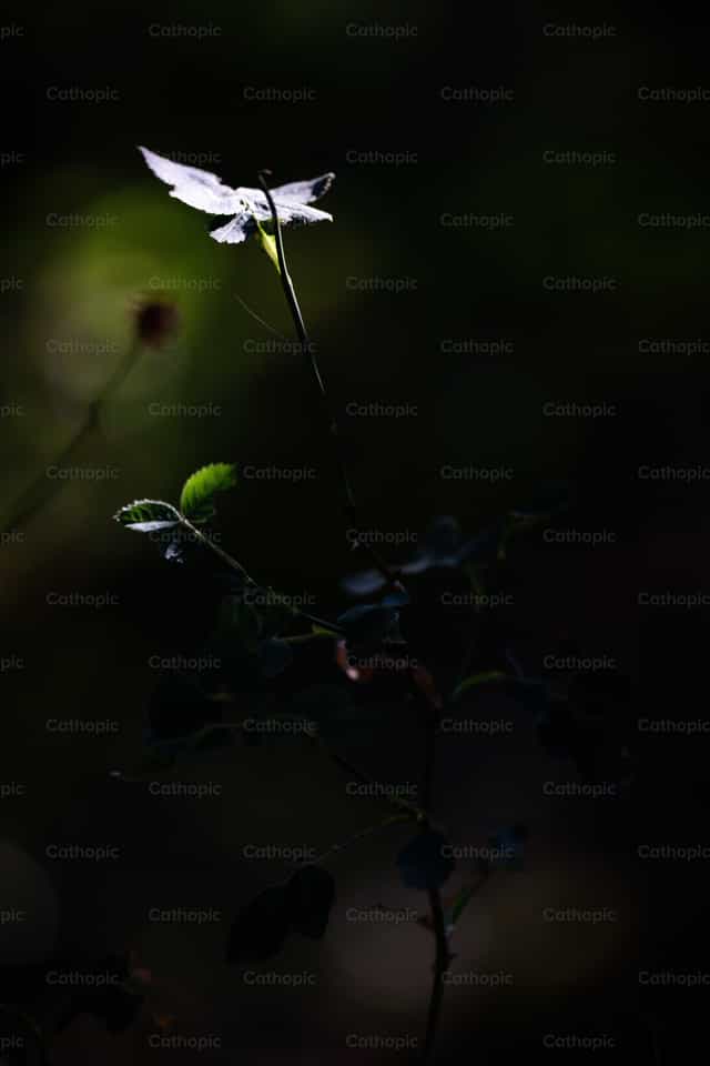 Mariposa - Banco de imágenes católicas