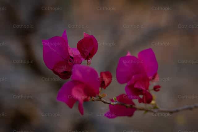 Flowers - Catholic stock images - Photo by Carolina BR