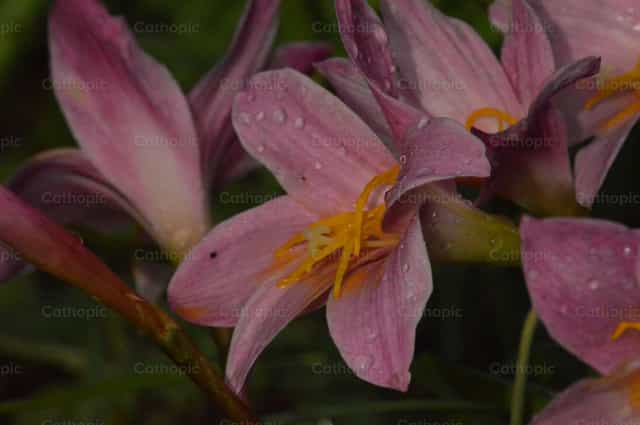 Blumen - Katholische Stockfotos