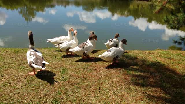Siete patos silvestres de pie en el borde de un lago. - Banco de imágenes católicas - Fotografía por Paula G Engels
