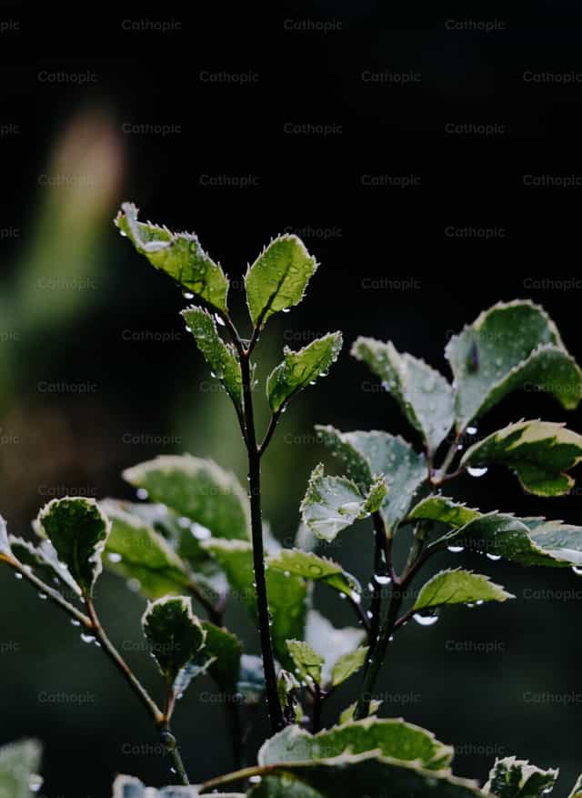 Foglie verdi con gocce d’acqua - Immagini stock cattoliche - Foto di Francisco Javier Bartolón