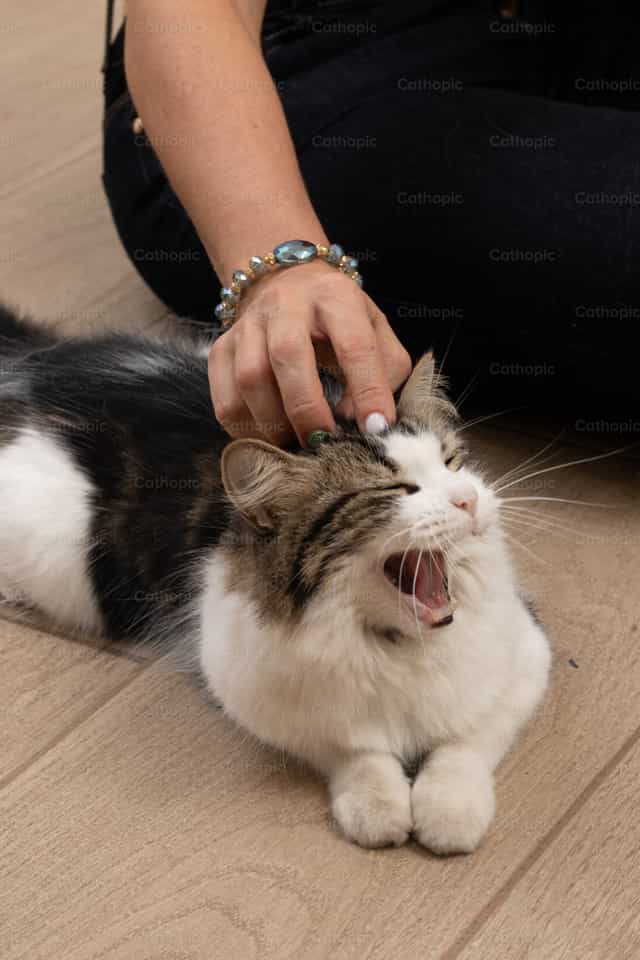 Gato feliz - Banco de imágenes católicas